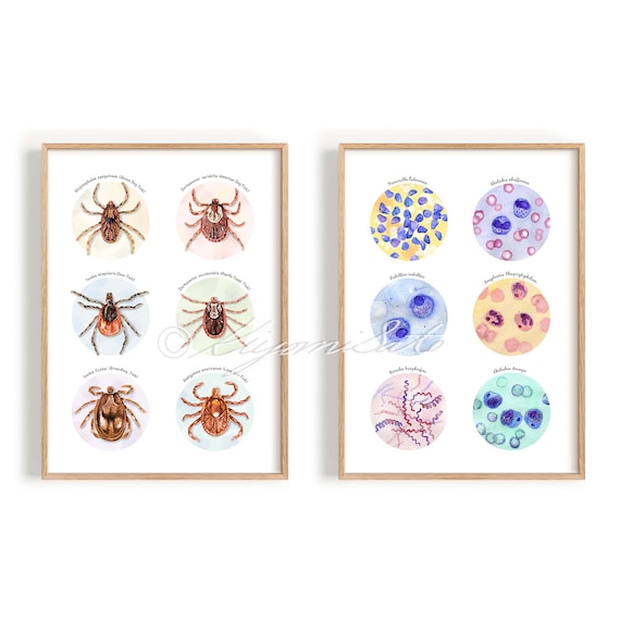 Tick Collection Art and Tick Borne Pathogens Collection Poster Set of 2, Parasitology Art, Veterinary Art, Vet Tech Gift, Parasite Art