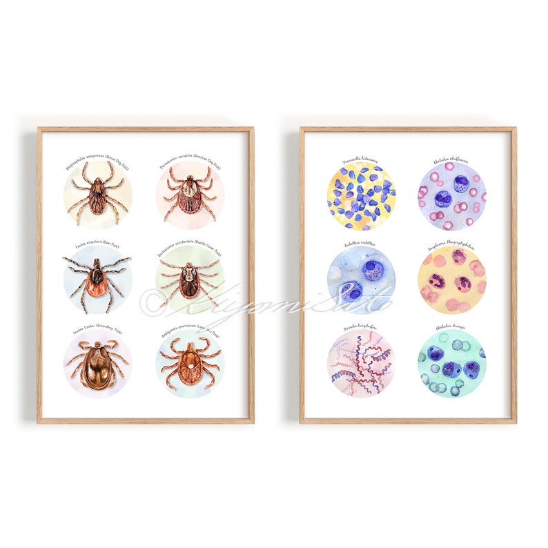 Tick Collection Art and Tick Borne Pathogens Collection Poster Set of 2, Parasitology Art, Veterinary Art, Vet Tech Gift, Parasite Art image 1