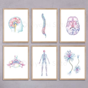 May include: Set of six watercolor illustrations of the human nervous system. The illustrations depict the brain, spinal cord, a single vertebra, a full body with the nervous system highlighted, and two neurons. The illustrations are in shades of pink, blue, and green.