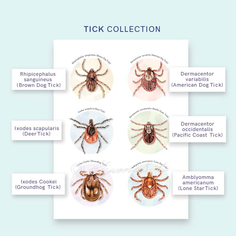 Tick Collection Art and Tick Borne Pathogens Collection Poster Set of 2, Parasitology Art, Veterinary Art, Vet Tech Gift, Parasite Art image 5
