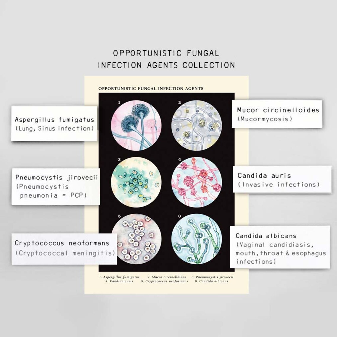 Opportunistic Fungal Infection Agents Collection Vintage Style Science ...