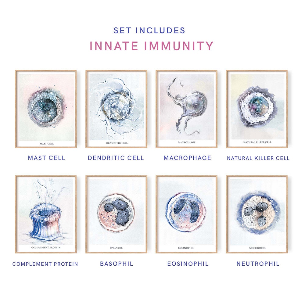 Immune System 12 Posters Set, Immunology Innate Immunity Adaptive ...