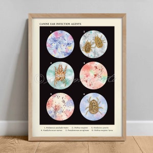 Canine Ear Infection Agents Collection, Dog Veterinary Art Print, Bacteria Science Poster