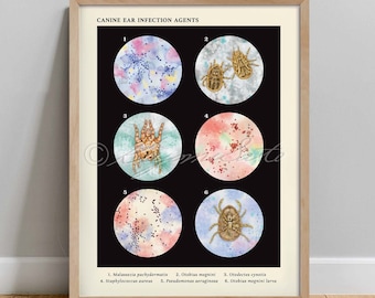 Canine Ear Infection Agents Collection, Dog Veterinary Art Print, Bacteria Science Poster