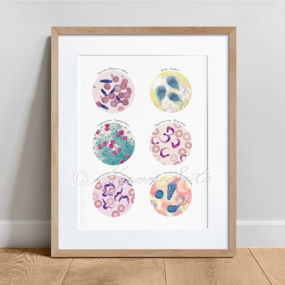 Parasitic Disease Collection, Microbiology Science Art Poster