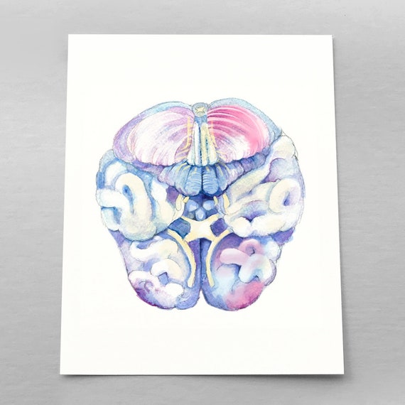 Human Brain Inferior View Watercolor Painting Science Art Poster Biology Anatomy Print 5 X 7 In 8 X 10 In 11 X 14 In 12 X 16 In