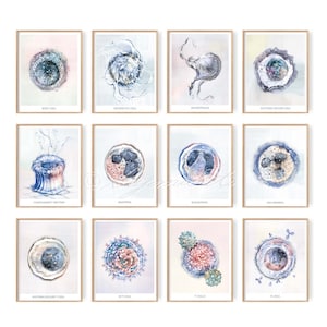 Immune System 12 posters set, Immunology Innate Immunity Adaptive Immunity Art Watercolor Science Art, White Blood Cell Biology Art Poster