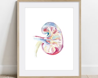 Human Kidney Watercolor painting Poster, Science Art, Biology Anatomy Print Nephrology decor