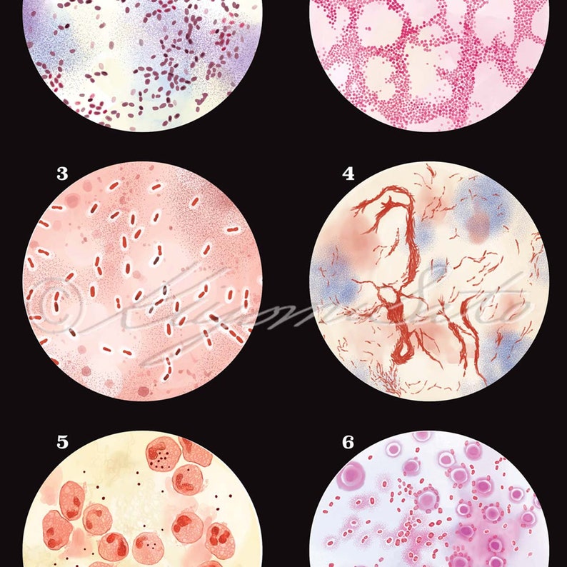 Respiratory Infection Causing Bacteria Collection Vintage Style Science ...