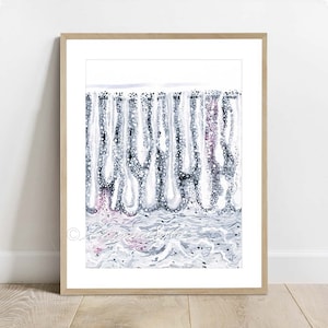 Cat Rectum Histology Art, Veterinary Histology Art, Cat Anatomy Art Poster, Watercolor Feline Histology Poster