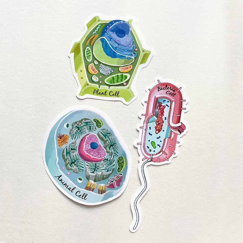 Bacteria Cell Cross Section Vinyl Sticker, Unique Science Decal ...