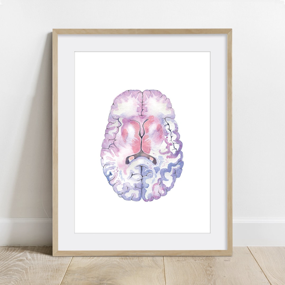 Brain Cross Section Watercolor Art Print, Science Anatomy Neurology - Etsy