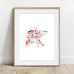 Human Liver Watercolor painting Poster, Science Art, Biology Anatomy Print