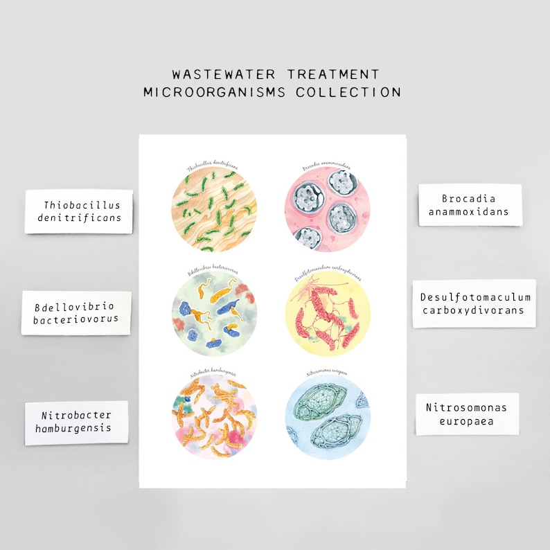 Wastewater Treatment Microorganisms Collection, Poster, Microbiology ...