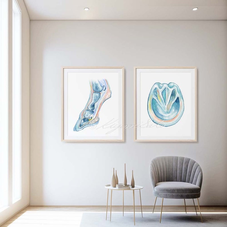 May include: Two framed watercolor illustrations of a horse's leg and hoof. The leg illustration shows the bones and tendons of the lower leg and hoof. The hoof illustration shows the internal anatomy of the hoof, including the frog, bars, and sole.