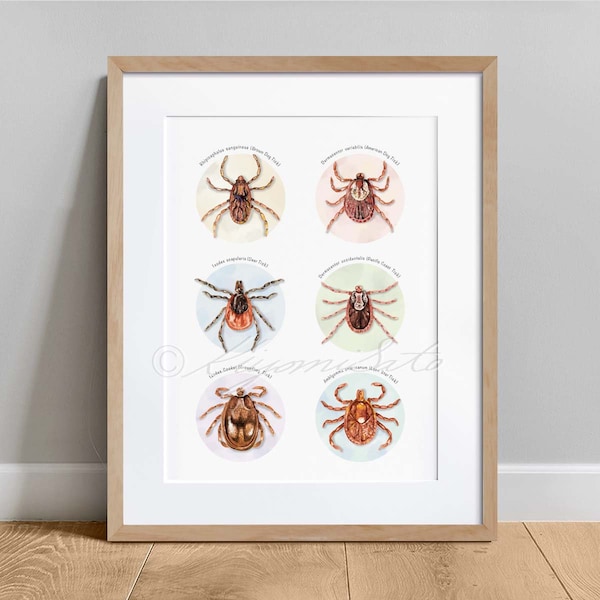 Tick Collection Print, Veterinary Parasitology Science Art Poster
