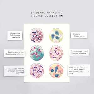 Puede incluir: Un gr&aacute;fico colorido con im&aacute;genes microsc&oacute;picas de varios par&aacute;sitos que causan enfermedades epid&eacute;micas. El gr&aacute;fico incluye los nombres de los par&aacute;sitos y las enfermedades que causan, como Plasmodium falciparum (Malaria), Cryptosporidium (Cryptosporidiosis), Giardia (Giardiasis), Trypanosoma cruzi (Enfermedad de Chagas), Trypanosoma brucei (Enfermedad del sue&ntilde;o africana) y Naegleria fowleri (Meningoencefalitis amibiana primaria).