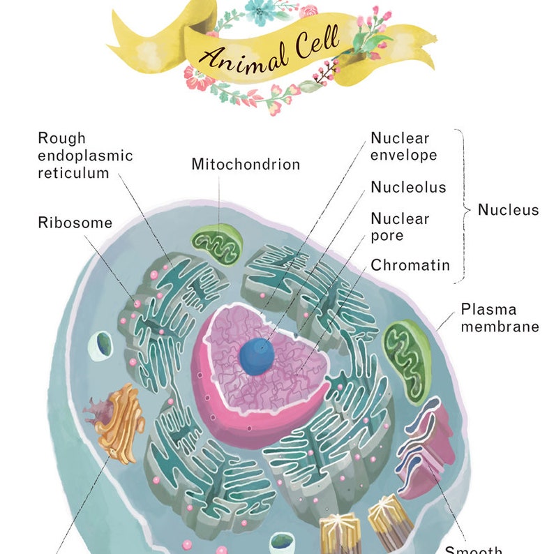 Animal Cell Cross Section Poster, Science Art, print, Microbiology, molecular biology art image 3