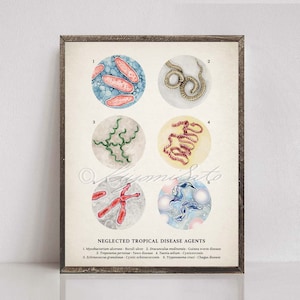 May include: A vintage-style illustration of six different agents that cause neglected tropical diseases. The illustration is in a circle format with each agent labeled with a number and its corresponding disease name. The agents are depicted in watercolor and include bacteria, parasites, and protozoa.