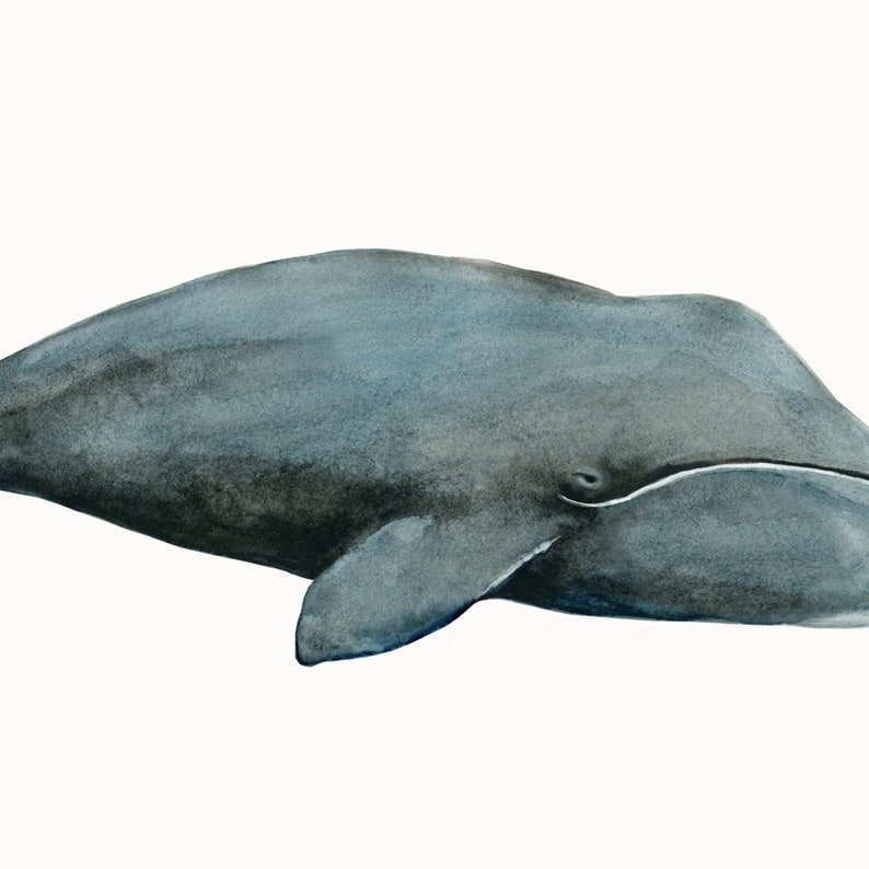 Whale Art Print Set of 4 5 X 7 In 8 X 10 In 11 X 14 In 12 - Etsy