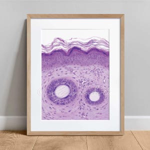Epidermis and hair shaft Histology Art Print, Skin Anatomy Science Art Poster