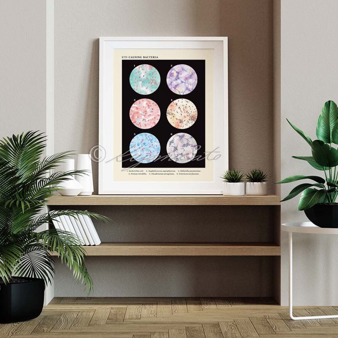 UTI Causing Bacteria Collection Vintage Style Microbiology - Etsy