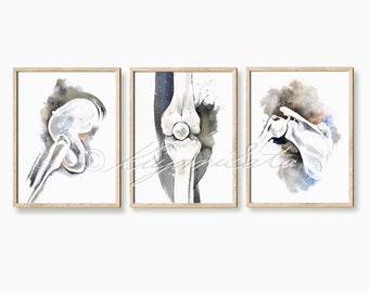 May include: Three watercolor paintings of human bones. The first painting shows a hip joint, the second shows a knee joint, and the third shows a shoulder joint.