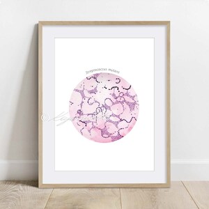 May include: A framed print featuring a watercolor illustration of Streptococcus mutans. The artwork showcases a circular design with a pink and purple color scheme, depicting the bacteria. The print is set in a light brown wooden frame.