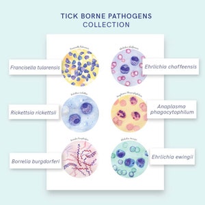 Tick Collection Art and Tick Borne Pathogens Collection Poster Set of 2 ...