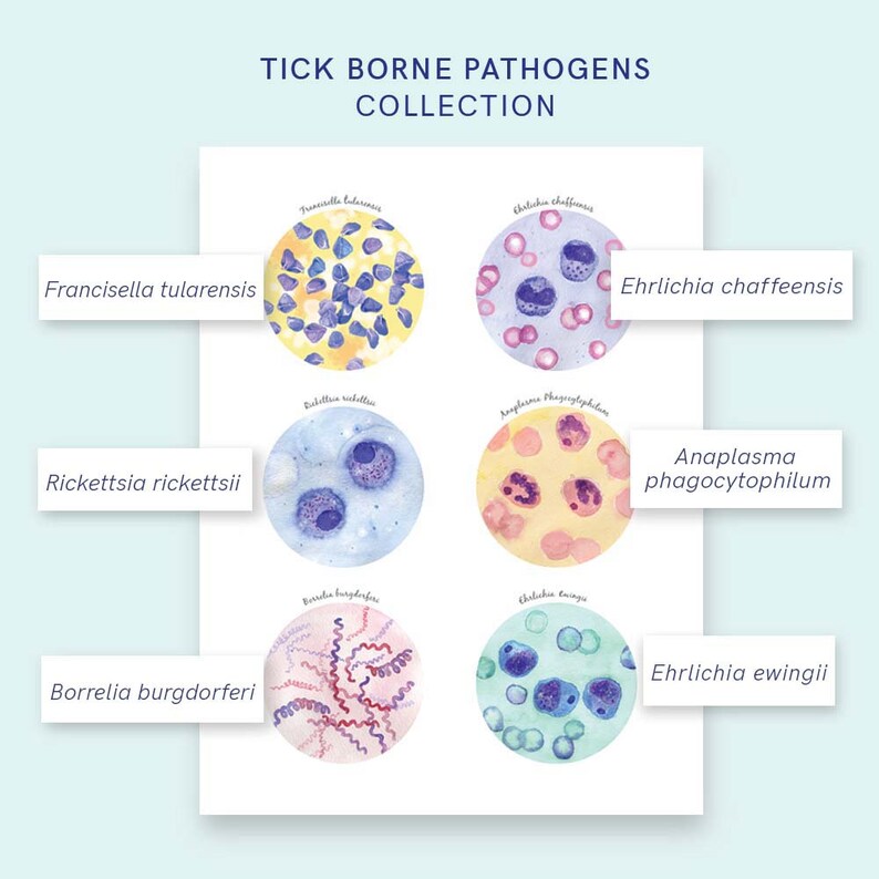 Tick Collection Art and Tick Borne Pathogens Collection Poster Set of 2, Parasitology Art, Veterinary Art, Vet Tech Gift, Parasite Art image 7