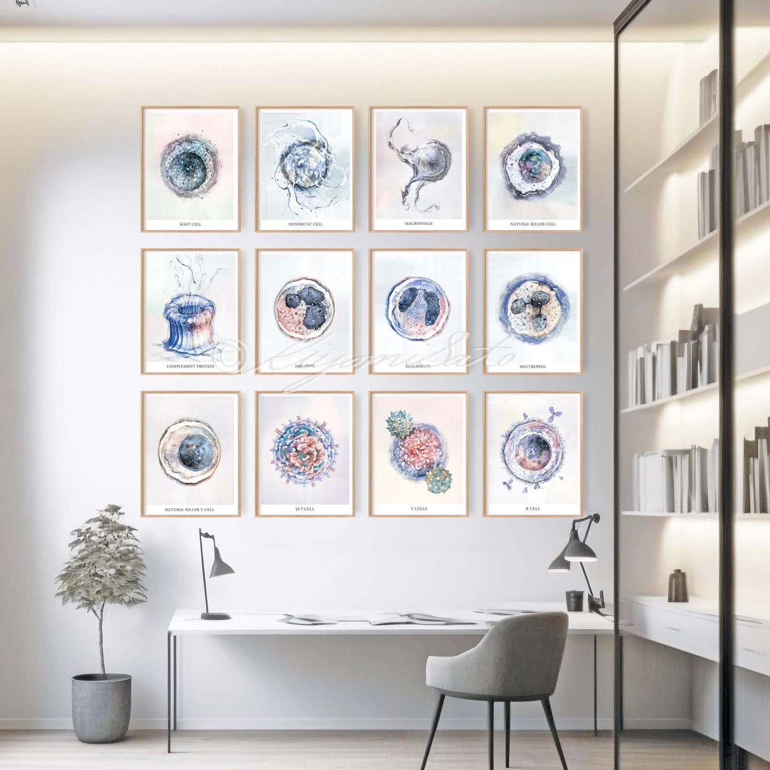 Immunity Poster Project Immune System 12 Posters Set, Immunology Innate Immunity Adaptive ...