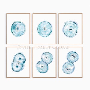 May include: Set of six watercolor illustrations of blue and green cells in various stages of division. The illustrations are framed in brown wood frames and are displayed on a white background.