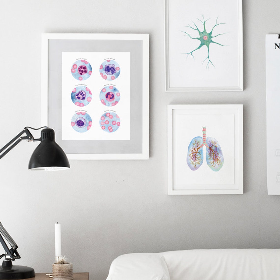 Ruminant Blood Cells Collection, Veterinary Art Print, Cattle, Sheep ...