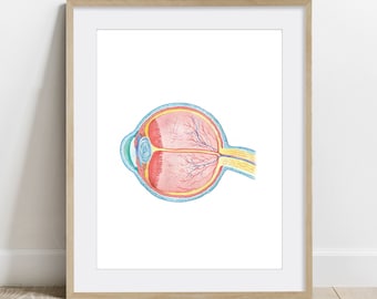 May include: A detailed anatomical illustration of a human eye, showing the internal structures in cross-section. The eye is depicted in a light blue, yellow, and pink color scheme.