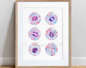 May include: A watercolor illustration of six different types of canine blood cells. The cells are labeled with their names: Canine Basophil, Canine Monocyte, Canine Neutrophil, Canine Eosinophil, Canine Lymphocyte, and Canine Erythrocyte.