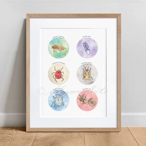 Feline External Parasites Collection, Veterinary Art Print Decor, Cat Parasites Science Poster