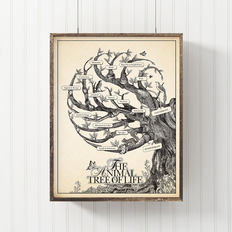Animal Tree of Life Biology Poster, Science Art Print - Etsy