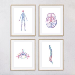 May include: Four framed watercolor prints of human anatomy. The prints depict the nervous system, a brain, a cross-section of a vertebra, and a spine. The artwork features blue, pink, and purple hues, set against a white background.