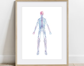 Autonomic Nervous System Human Body Anatomy art, Watercolor Science Art Poster, Biology Art, Neurology art