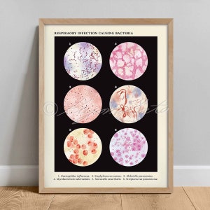 May include: A vintage medical illustration showing six different types of bacteria that cause respiratory infections. The bacteria are shown in a petri dish under a microscope. The illustration is labeled with the names of the bacteria: Haemophilus influenzae, Staphylococcus aureus, Klebsiella pneumoniae, Mycobacterium tuberculosis, Moraxella catarrhalis, and Streptococcus pneumoniae.