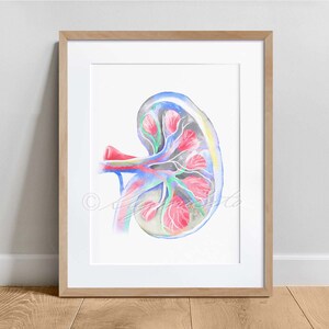 Canine Kidney Anatomy Art Print, Veterinary Decor, Dog Biology print, Veterinary art Neon Color