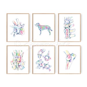 Dog Orthopedics Art poster set of 6, Canine skeletal System Art, Veterinary Art Poster Set