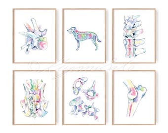 Dog Orthopedics Art poster set of 6, Canine skeletal System Art, Veterinary Art Poster Set