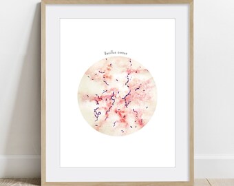 Bacillus cereus, Science Art Print, Bacteria poster, Microbiology wall decor