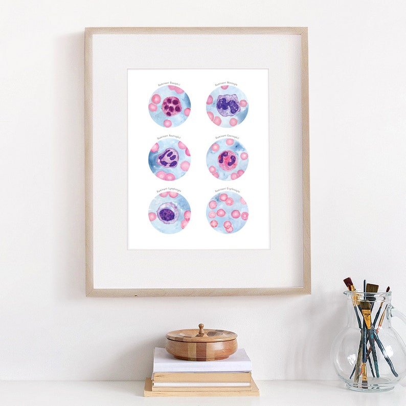 Ruminant Blood Cells Collection, Veterinary Art Print, Cattle, Sheep ...