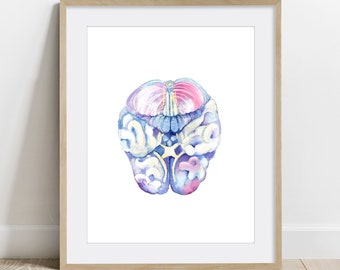 Human Brain Inferior View, Watercolor Science Art Poster, Biology, Anatomy Art Print, Neurology art