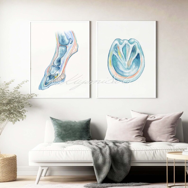 May include: Two watercolor illustrations of a horse's leg and hoof. The first image shows a cross-section of the leg, revealing the bones and tendons. The second image shows a cross-section of the hoof, revealing the internal structure.