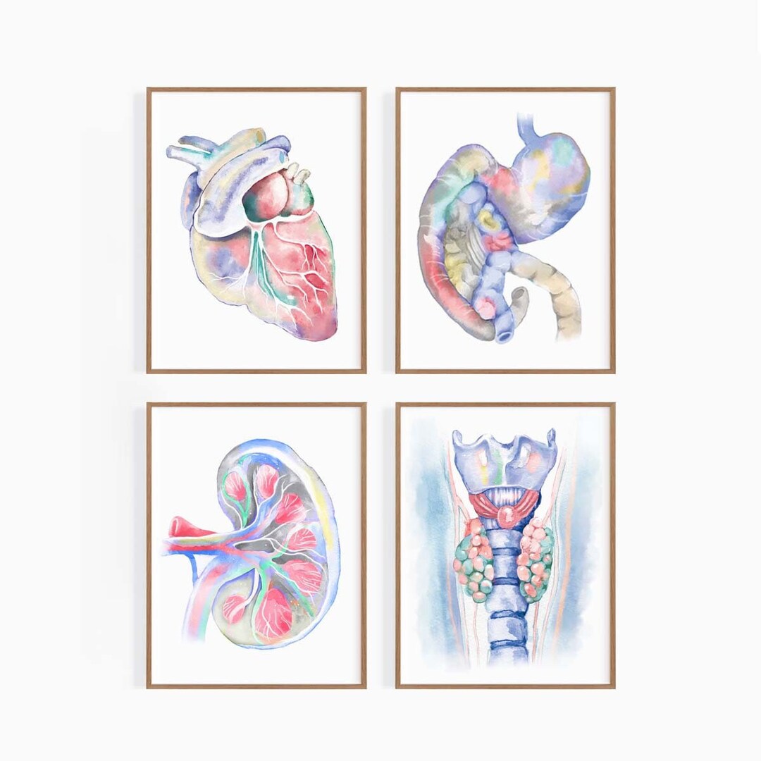 Canine Anatomy Art 4 Print Set Dog Anatomy Art Poster - Etsy