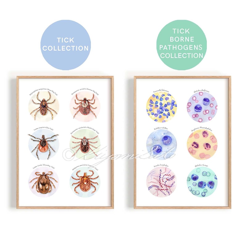 Tick Collection Art and Tick Borne Pathogens Collection Poster Set of 2, Parasitology Art, Veterinary Art, Vet Tech Gift, Parasite Art image 3