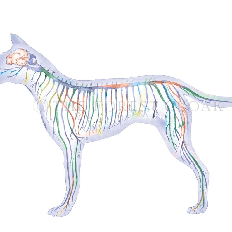 Photo inspiration: Visual Reference: Canine Nervous System Blue Horizontal Science Art Poster Dog